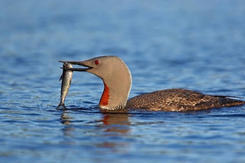 Red-throated diver