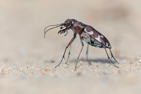 Northern dune tiger beetle