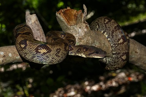 Madagascar Tree Boa