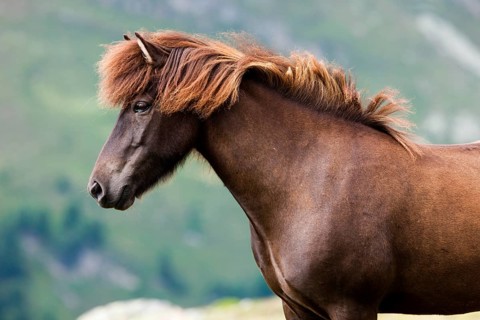 Liver chestnut Icelandic