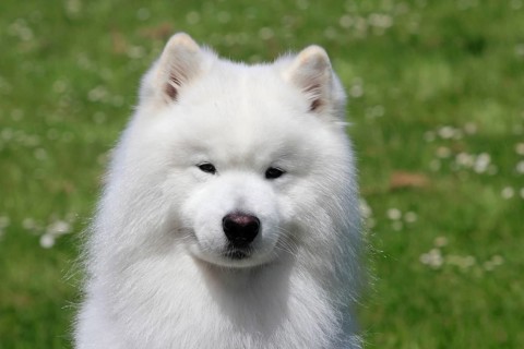 Samoyed