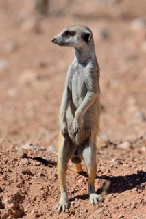 Meerkat
