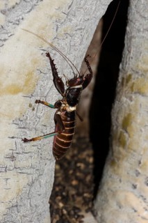 Tiger cricket