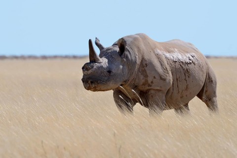 Black rhinoceros