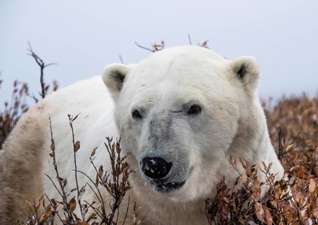 Polar bear