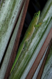 Giant Madagascar Day gecko