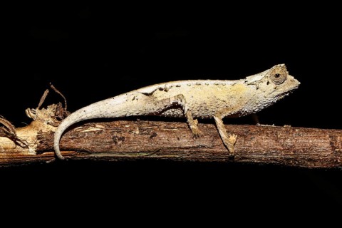Male plated leaf chameleon