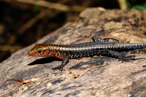 Western girdled lizard