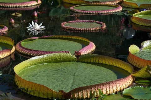 Santa Cruz waterlilies