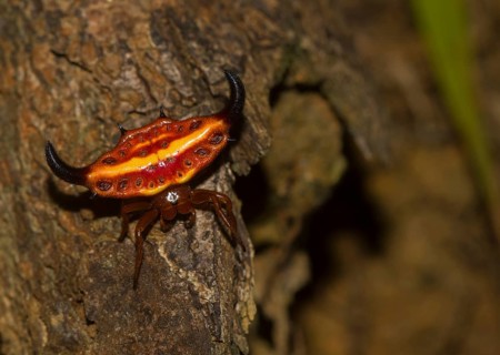 Females stirrup shell