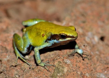 Green Mantella