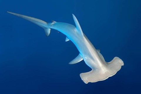 Scalloped hammerhead shark