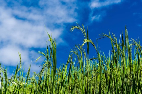 Rice panicles are growing high