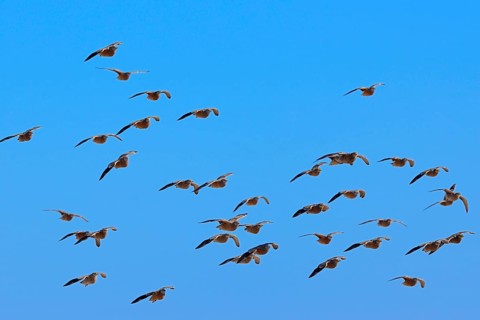 Namaqua sandgrouses