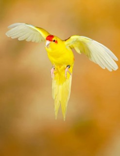 Red-crowned parakeet or red-fronted parakeet