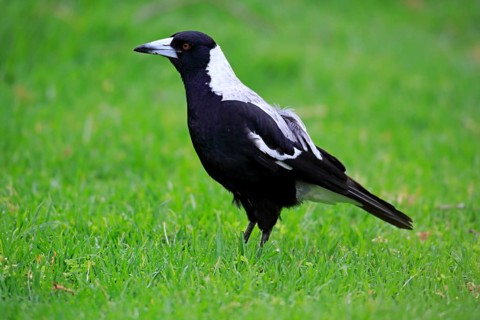 Australian magpie