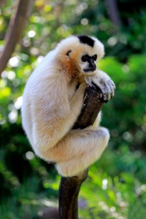 Northern white-cheeked gibbon