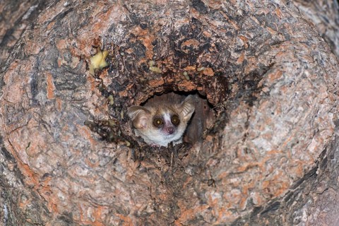 Gray mouse lemur