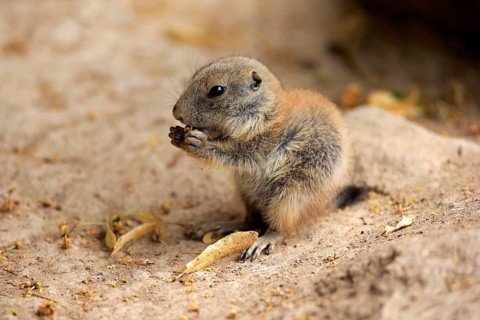 Black-tailed prairie dog