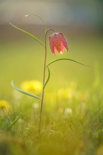 Snake's Head Fritillary