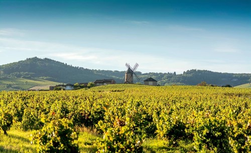 Vineyard