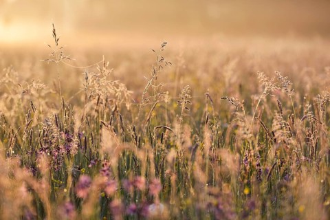 Meadow in the morning light