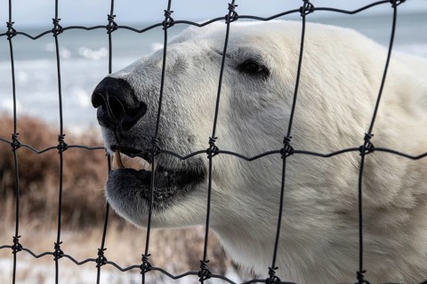Polar bear