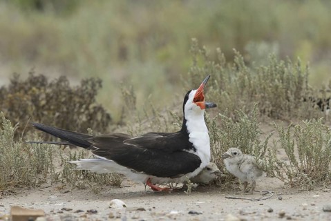 Black skimmer