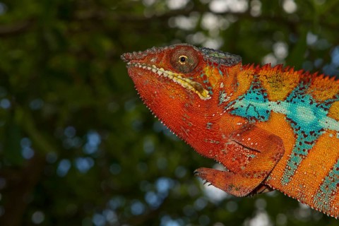 Panther chameleon