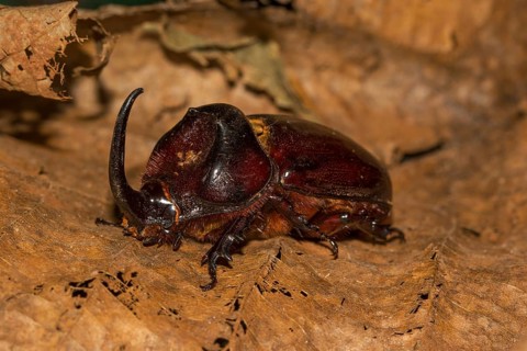 European rhinoceros beetle