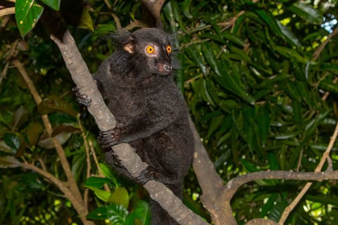 Black lemur