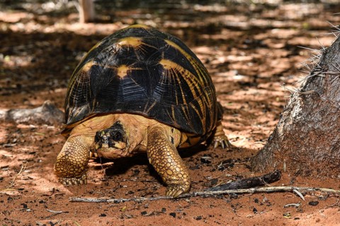 Radiated tortoise