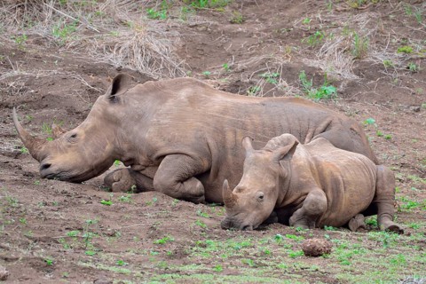 White rhinoceroses