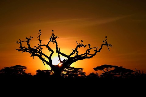 White Storks