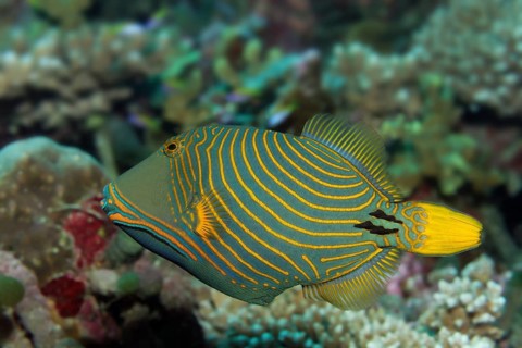 Orange-lined triggerfish