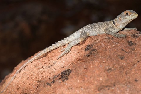 Madagascar Iguana