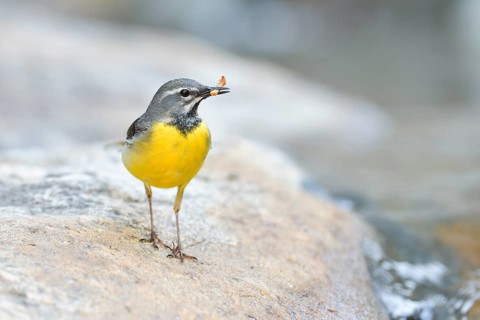 Grey wagtail