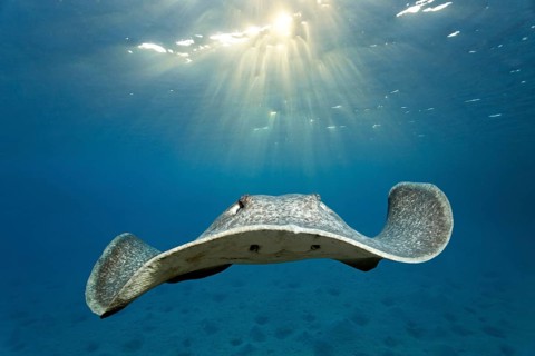 Blackspotted stingray