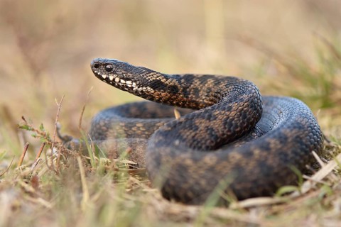 Male common European viper