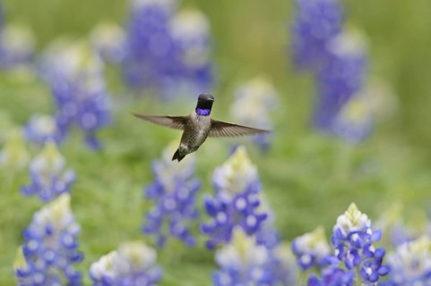 Black-chinned Hummingbird
