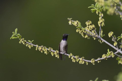 Black-chinned Hummingbird