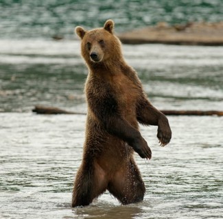 Brown bear