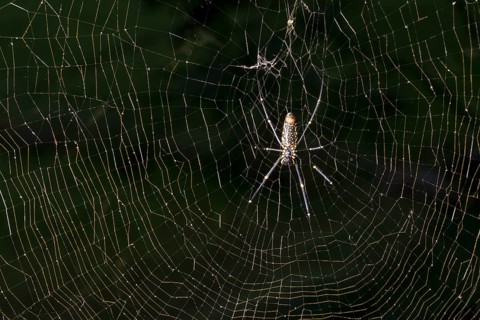 Golden Silk Orb-Weavers