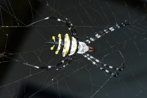 Wasp Spider