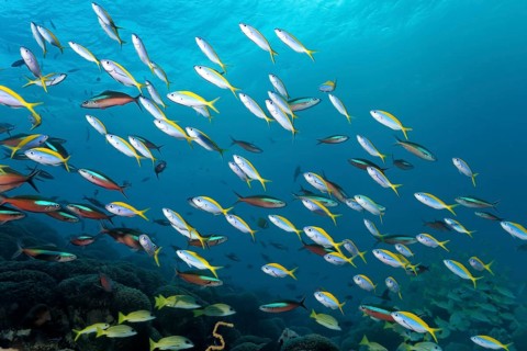 School of yellowback fusiliers