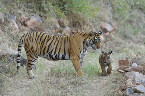 Bengal Tiger