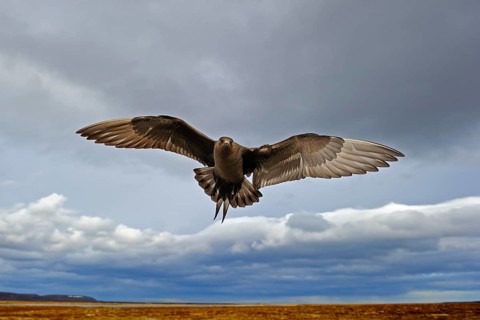Long-tailed skua or long-tailed jaeger