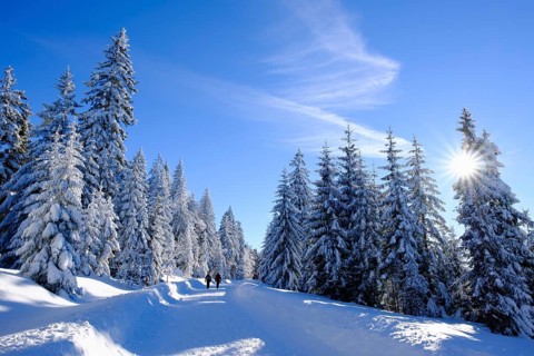 Spruce forest with snow