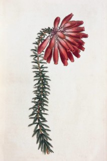Erica cerinthoides