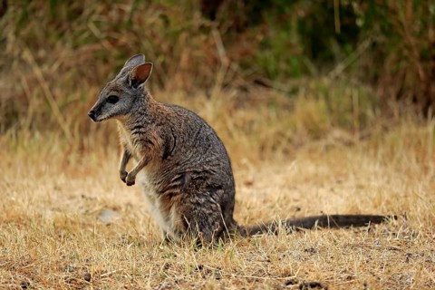 Tammar wallaby